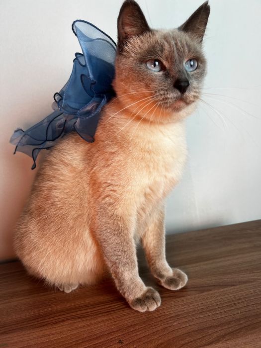 Тайская кошечка Луна