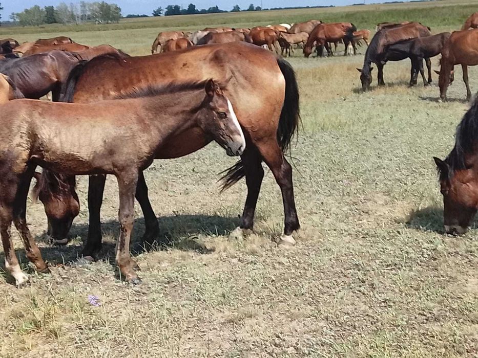 Продам три кобылы и два жеребенка