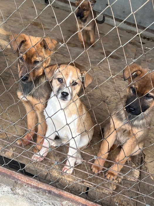 Щенки метисы крупные гавкающие