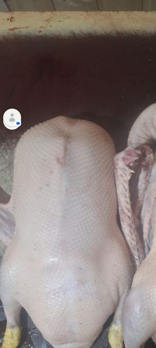 Продам мясо гуся!