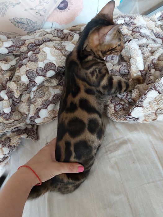 "Мини- Лео- Парды"- Бенгальские