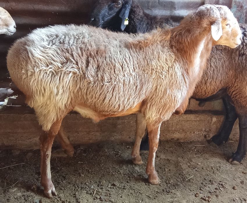 Қошқарлар сатылады 6 бас!!!