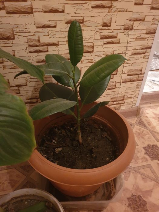 Цветы домашние отличные