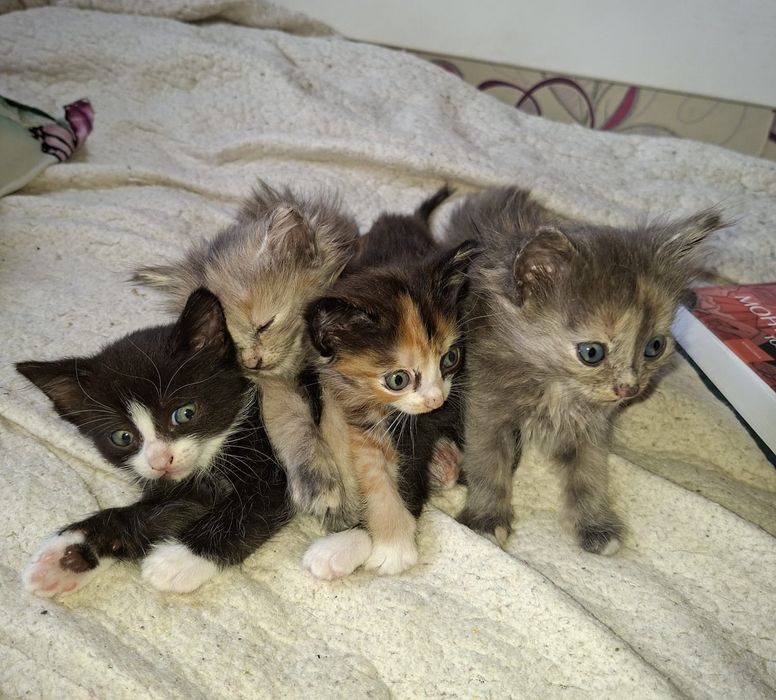 Отдам котят в хорошие добрые руки