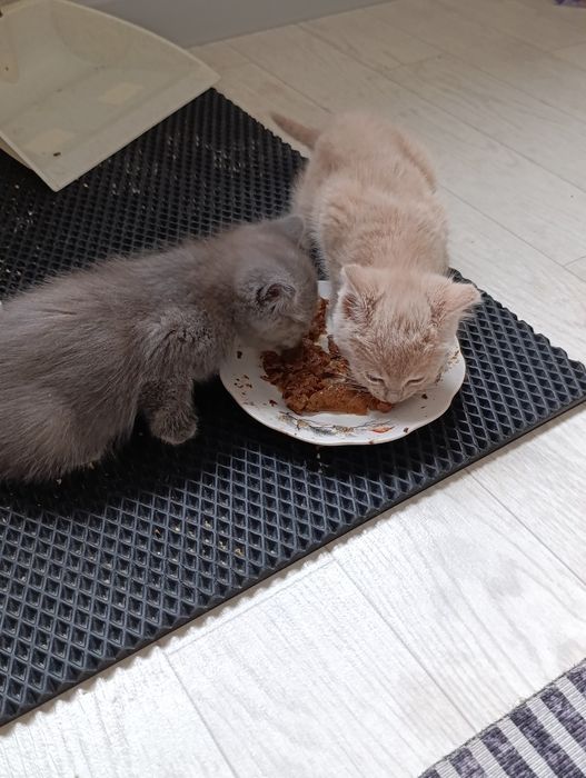 Котят в добрые руки