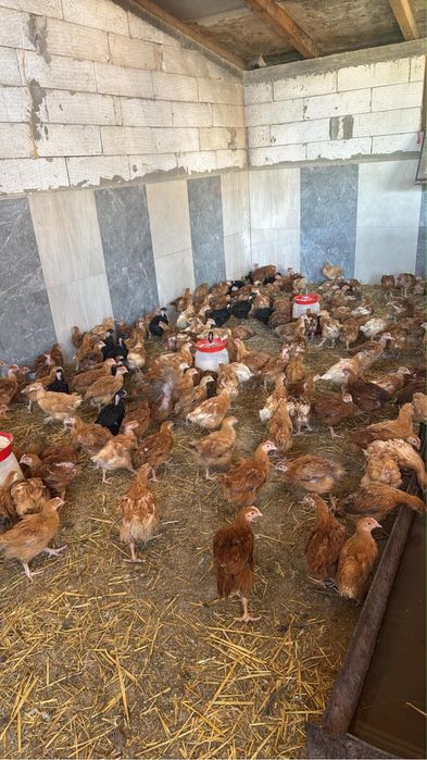 Vand pui rasă mixta