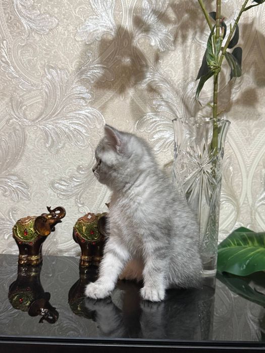 Котята просто очаровательные