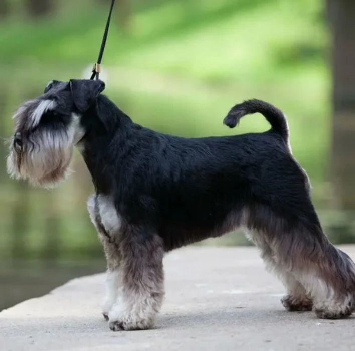 Щенки Цвергшнауцера. Бронь!