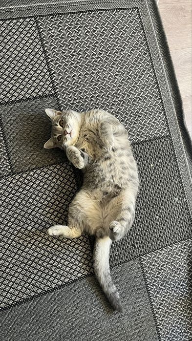 Мысык сатамын!!!