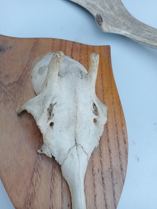 Anomalie și un corn