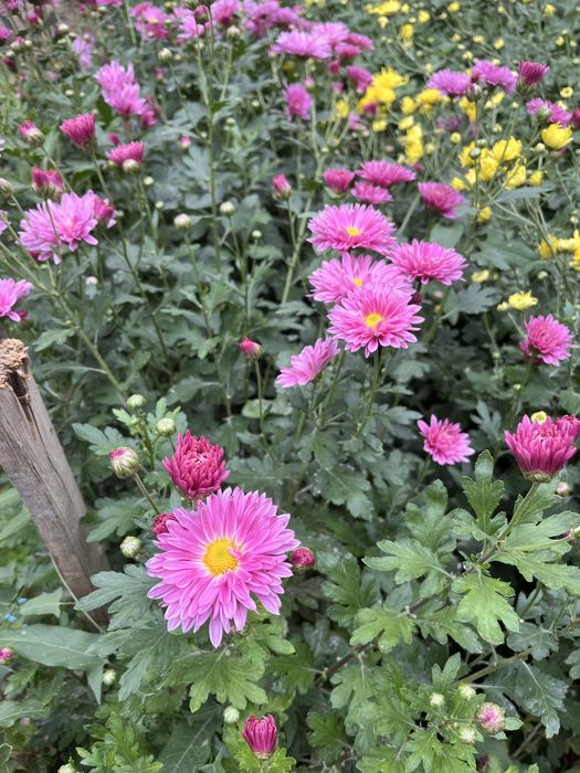 Хризантема гуллари кўчати сотилади. Совуқ ҳавога чидамли, кўп йиллик г