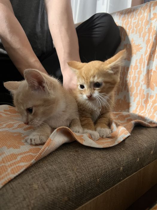 Милые котята в добрые руки