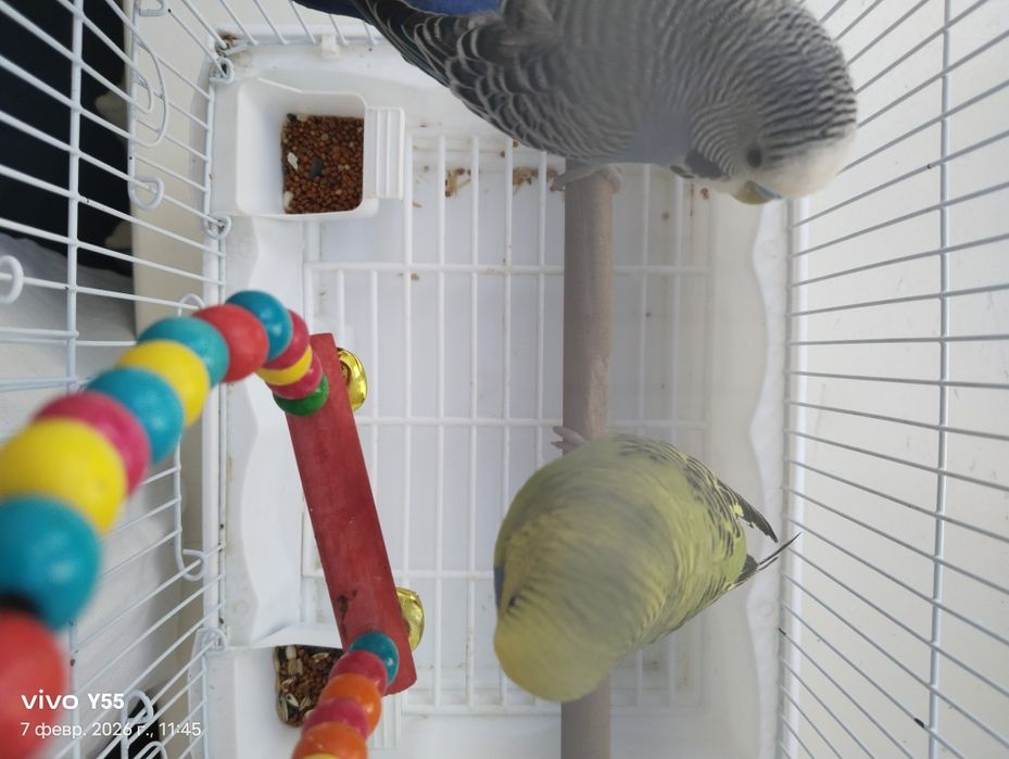 Продам пару попугаев волнистых .