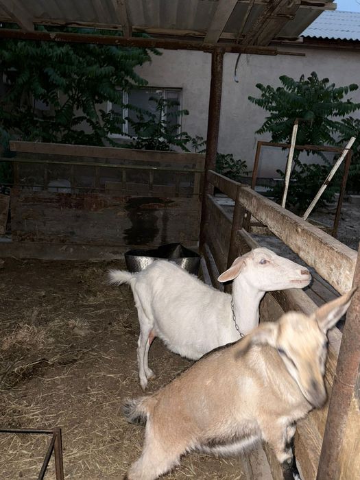Лақ сатылады, жас лақ
