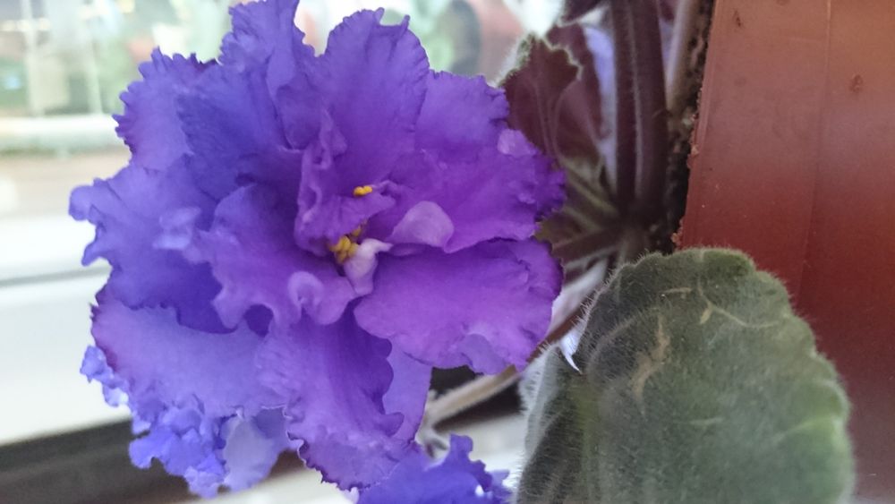 Продам Сортовые фиалки