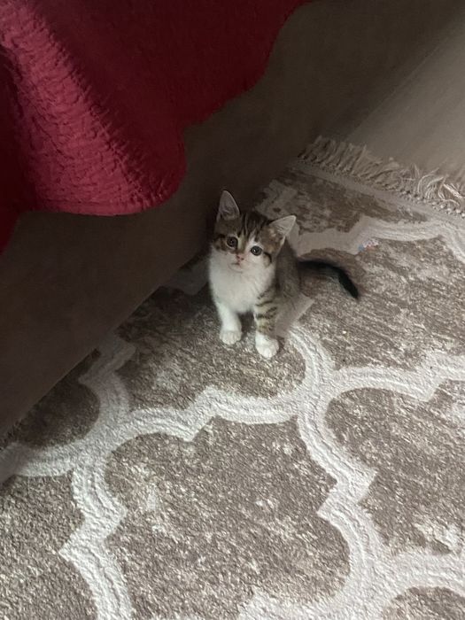 кошка 3-4 месяца