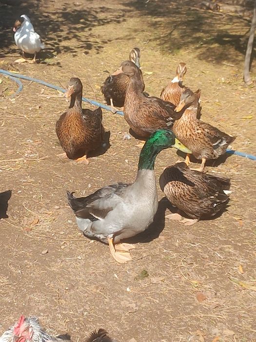 Утиные яйца яйцо