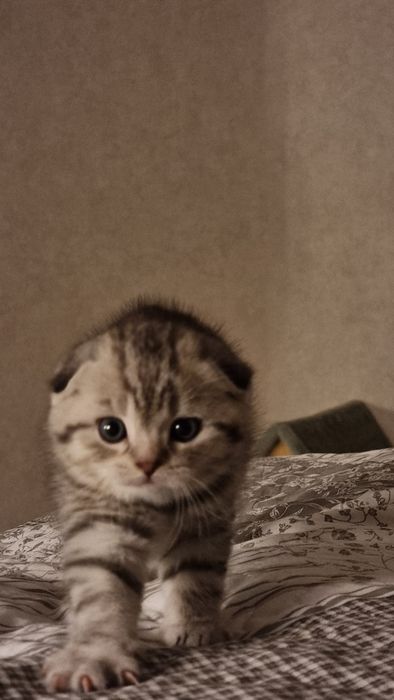 Котёнок вислоухий (Scottish Fold)