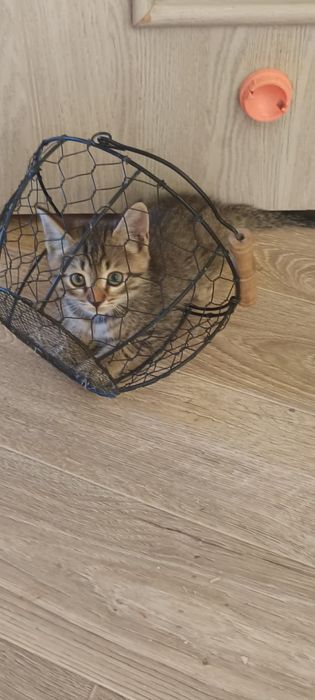 Отдам очень хорошие ручки котят