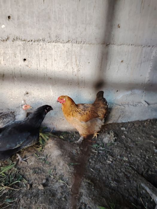 брама товуклар сотилади