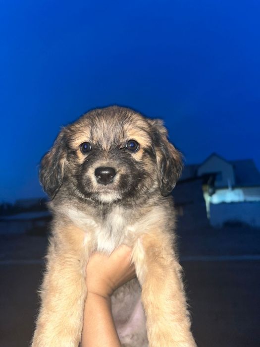 Отдам щенок девочка,дворняга.