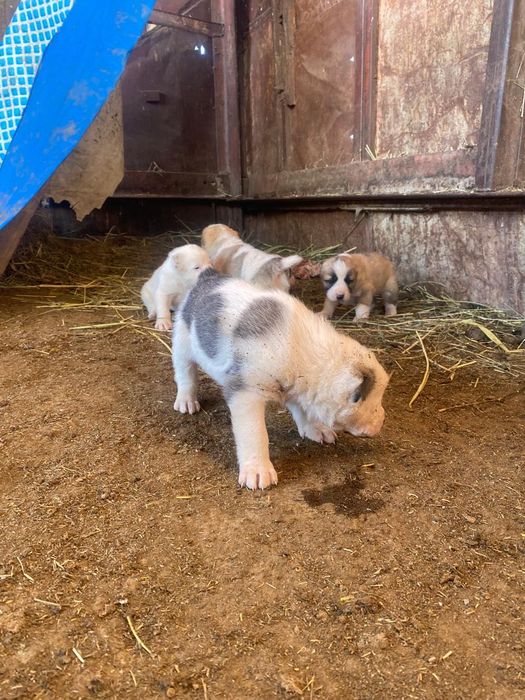 Прямые линий АЮ БУШ АЛАПАР