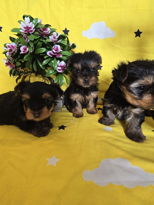 Мини йоркширски териер