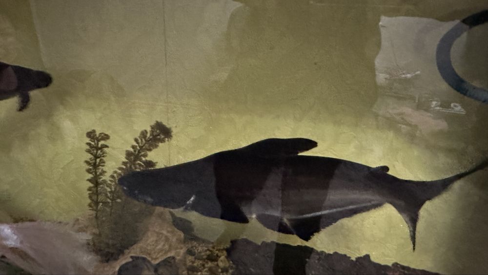 Аквареумные рыбки