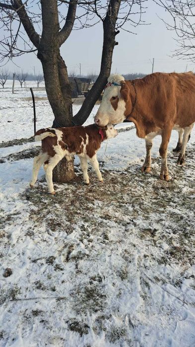 Vaca Baltata Romanesca cu vitel