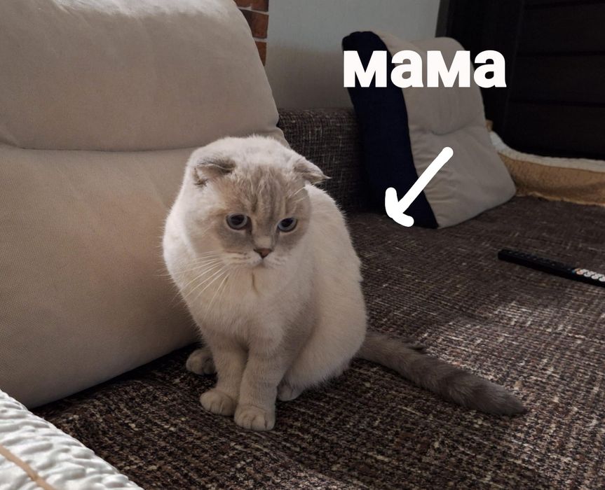 Котята шотландские