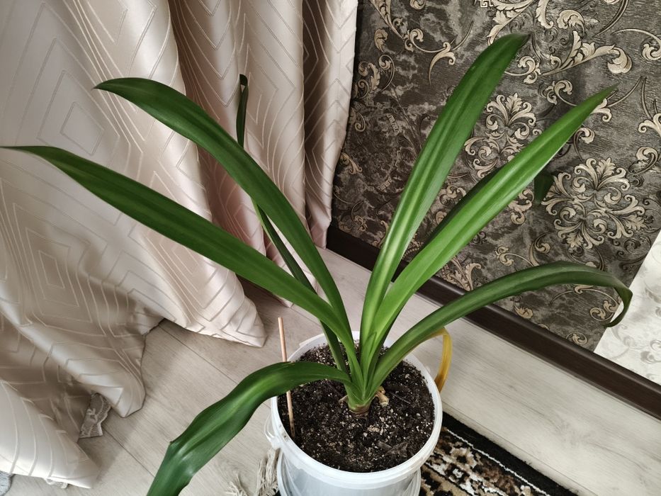 Отдам бесплатно цветок