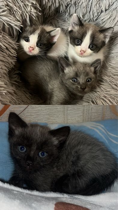Отдам котят в добрые руки.
