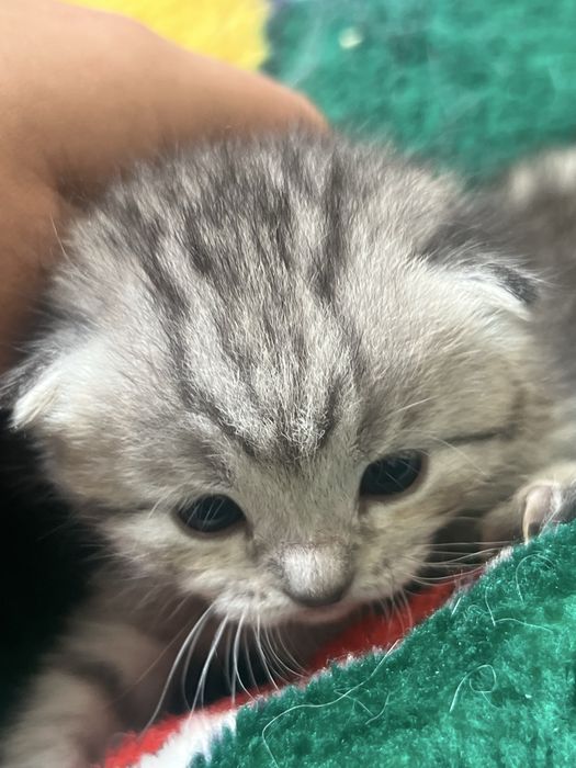 Котята милашки:)