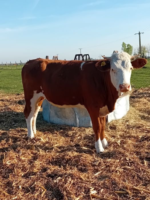 Vand juninca baltata din linie bună de vaci de lapte