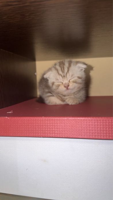 Продам котят шотланцев