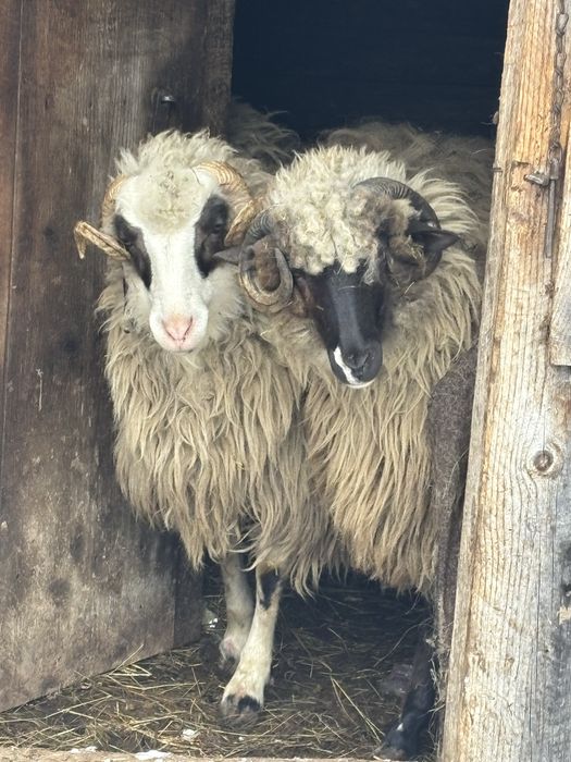 vand berbec varsta un an