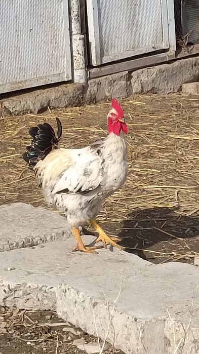 Продаю молодого петуха.