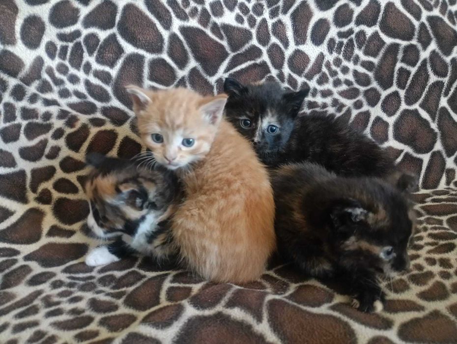 Отдам даром котят
