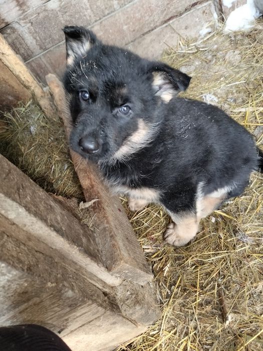 Щенки немецкой овчарки
