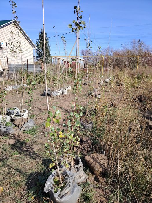 Тополя, тополь, клен