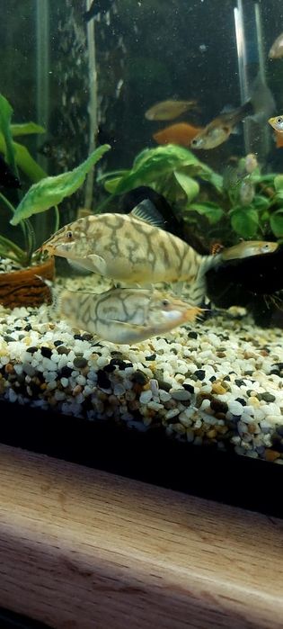 аквариумне рыбки