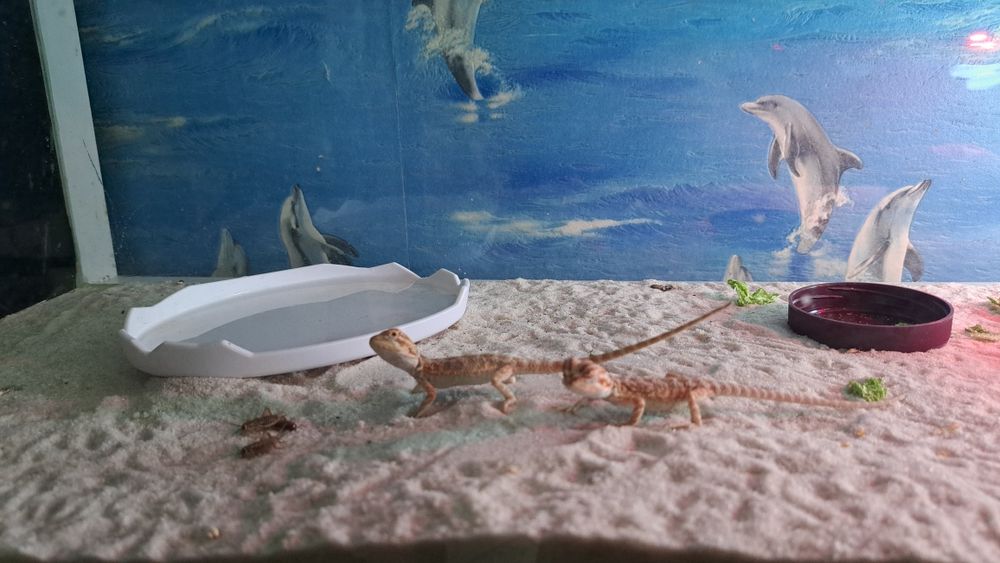 Бородатые агамы в зоомагазине