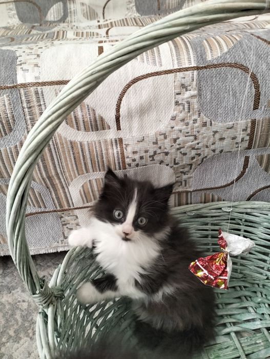 Котята в хорошие руки