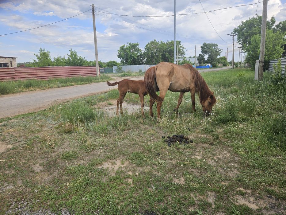 Продам кобылу с жеребенком,7 лет