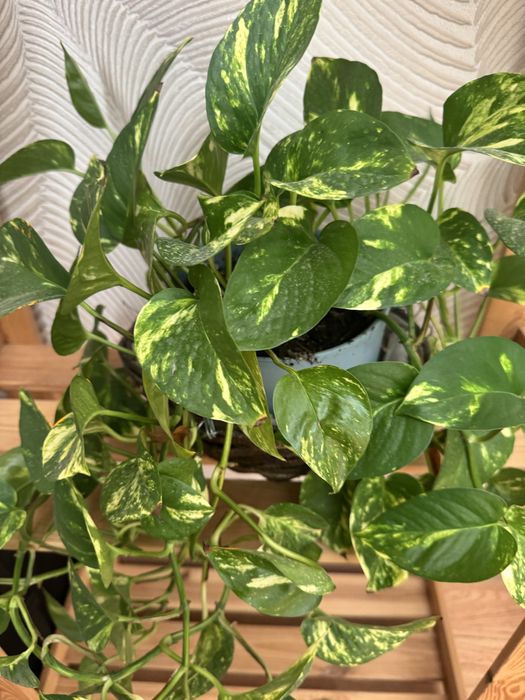 Продам комнатные цветы