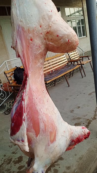 Qassob xizmati. Nurafshon. Toʻytepa.