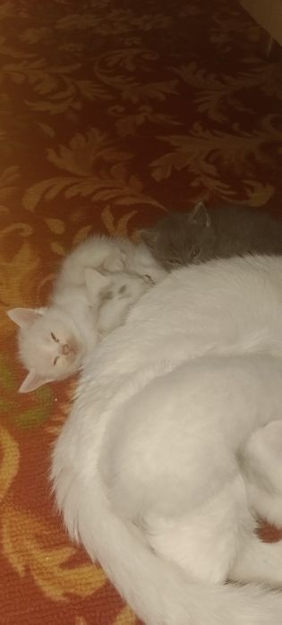 Отдадим в хорошие руки