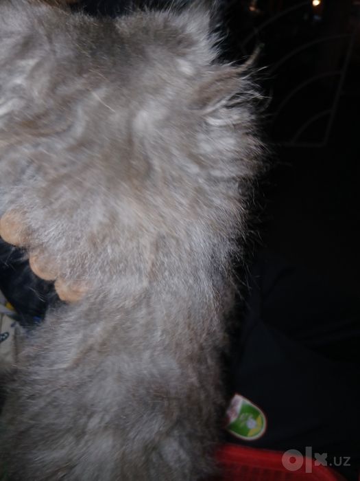 Кошка пародистая