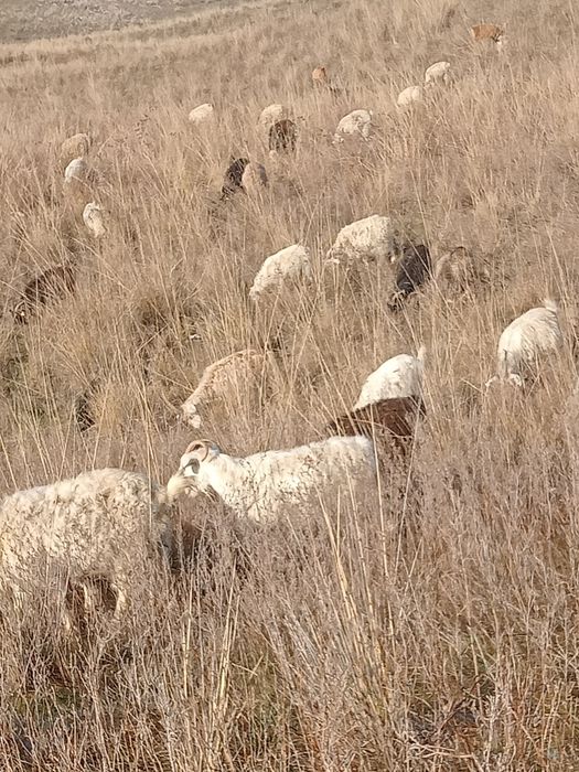 Серкелер сатылады Костраты қой қозы ешкы