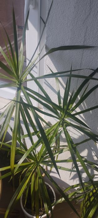 Голяма   палма драцена